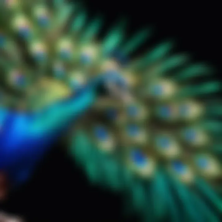 Colorful Peacock Tail Feathers