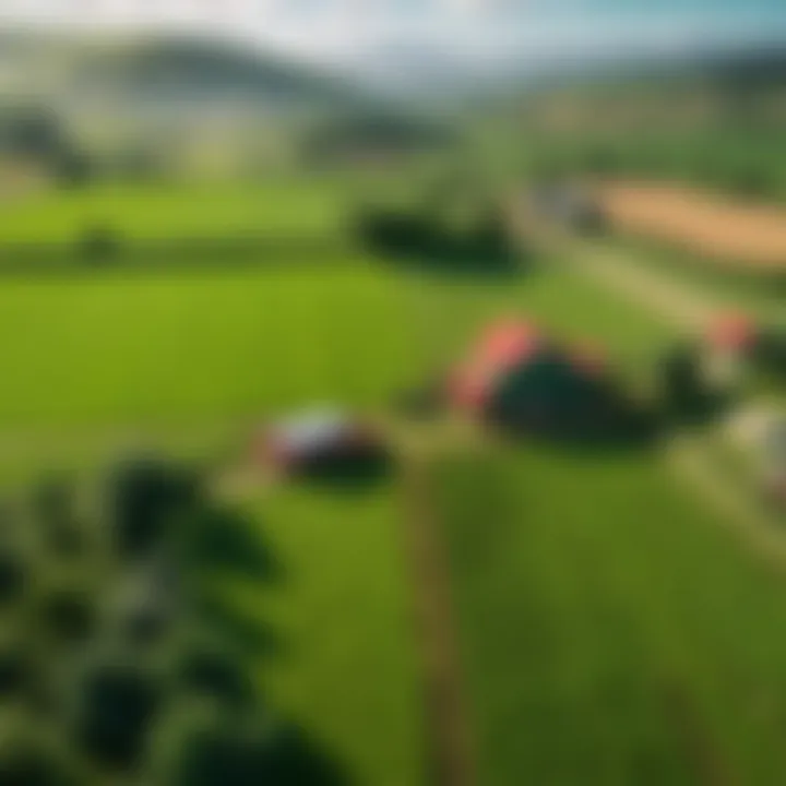 A lush green farm landscape showcasing various crops