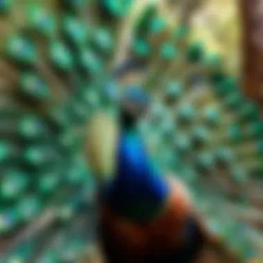 Majestic Peacock in Full Display