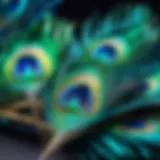 Elegant Peacock Feathers